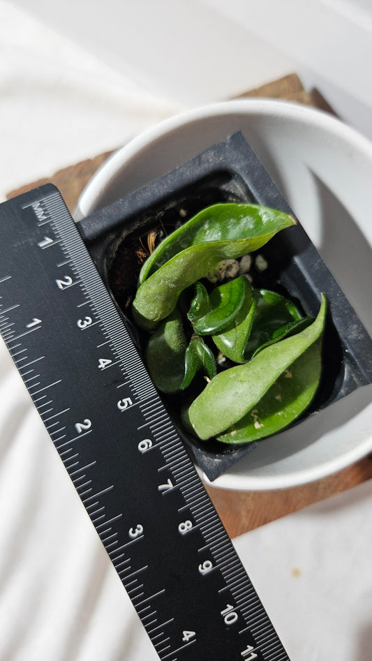 Hoya Compacta (HOY-025)