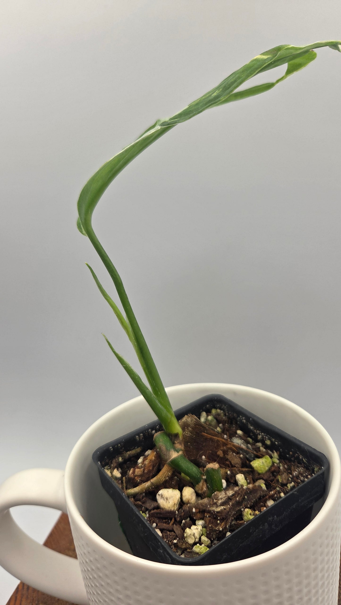Monstera Andasonii Mint/Indo (MON-570)