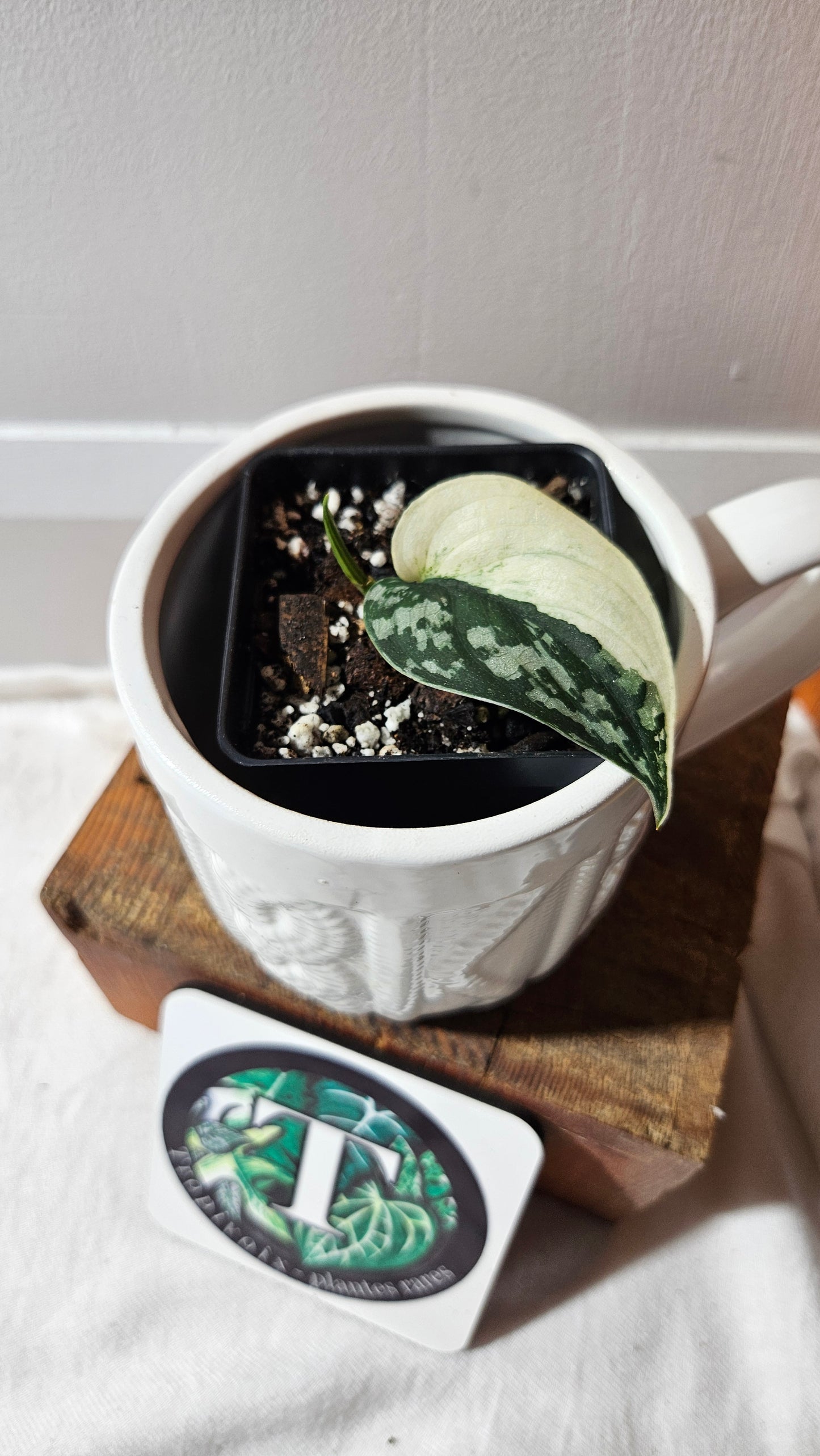 Scindapsus Mayari (SCI-1113)