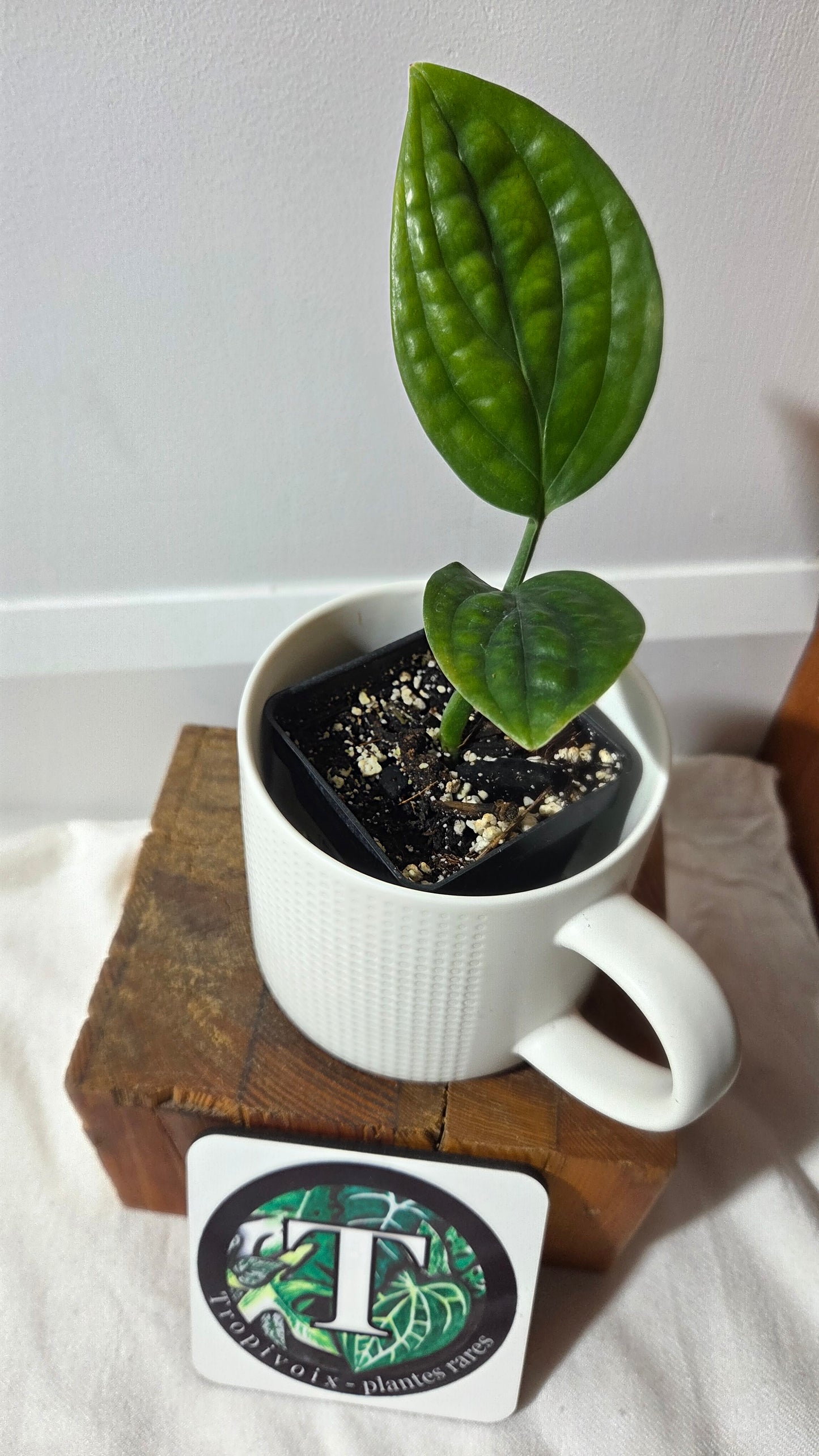 Monstera Karstenianum/Peru Variegata REVERT (MON-503)