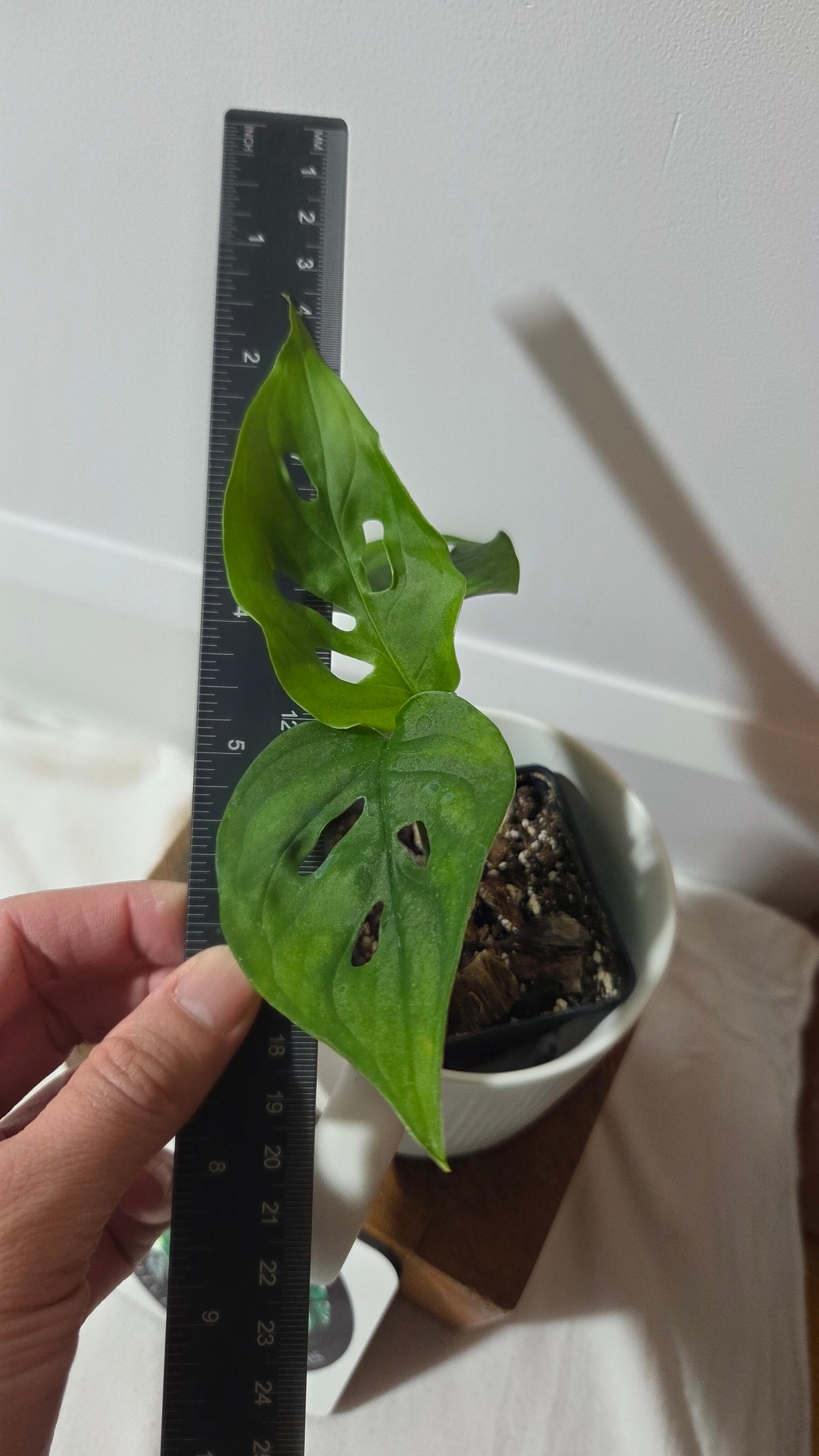 Monstera Obliqua Aff Cuyabeno (MON-320)