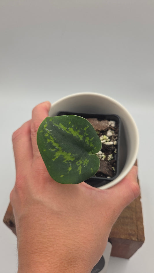 Scindapsus Macan (SCI-1511)