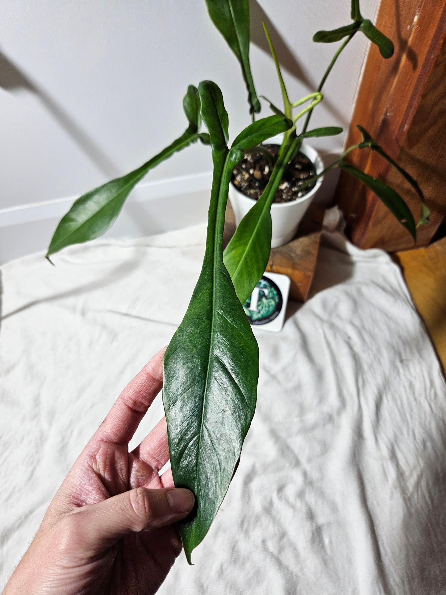 Philodendron Joepii (PHI-375)