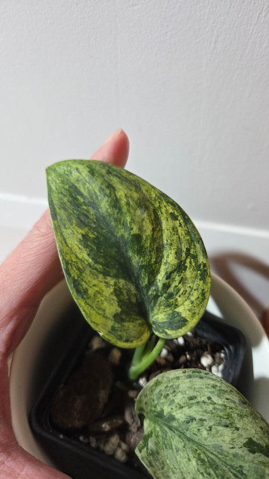 Scindapsus Silver Satin albo (SCI-1375)