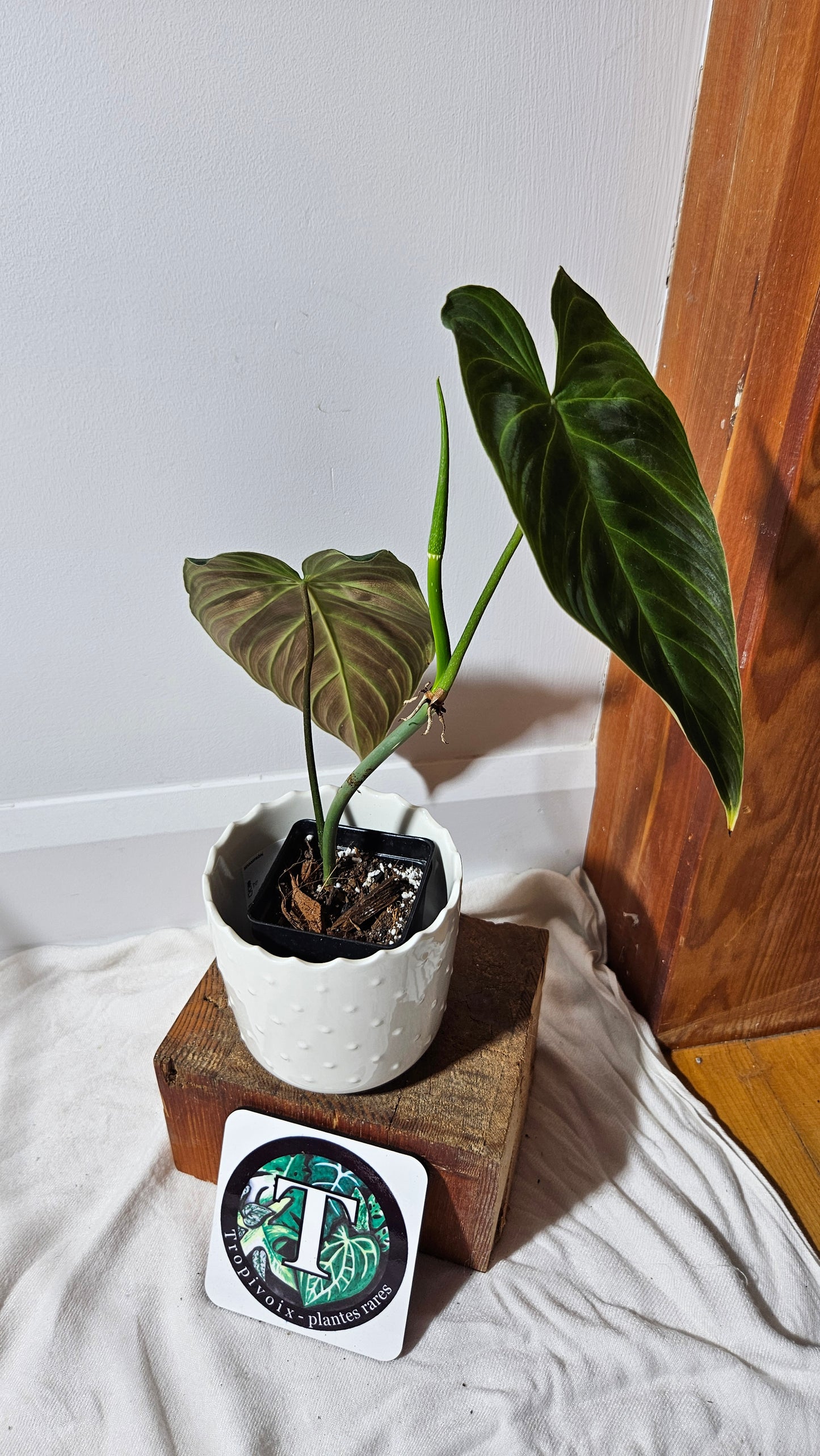 Philodendron Splendide (PHI-592)