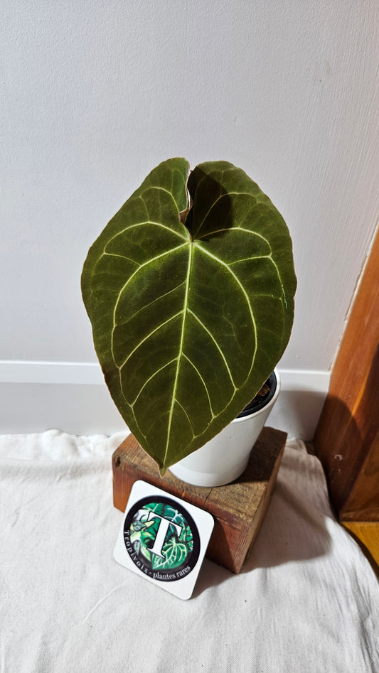 Anthurium Dressleri × Hoffmanii "format LARGE" (ANT-523)