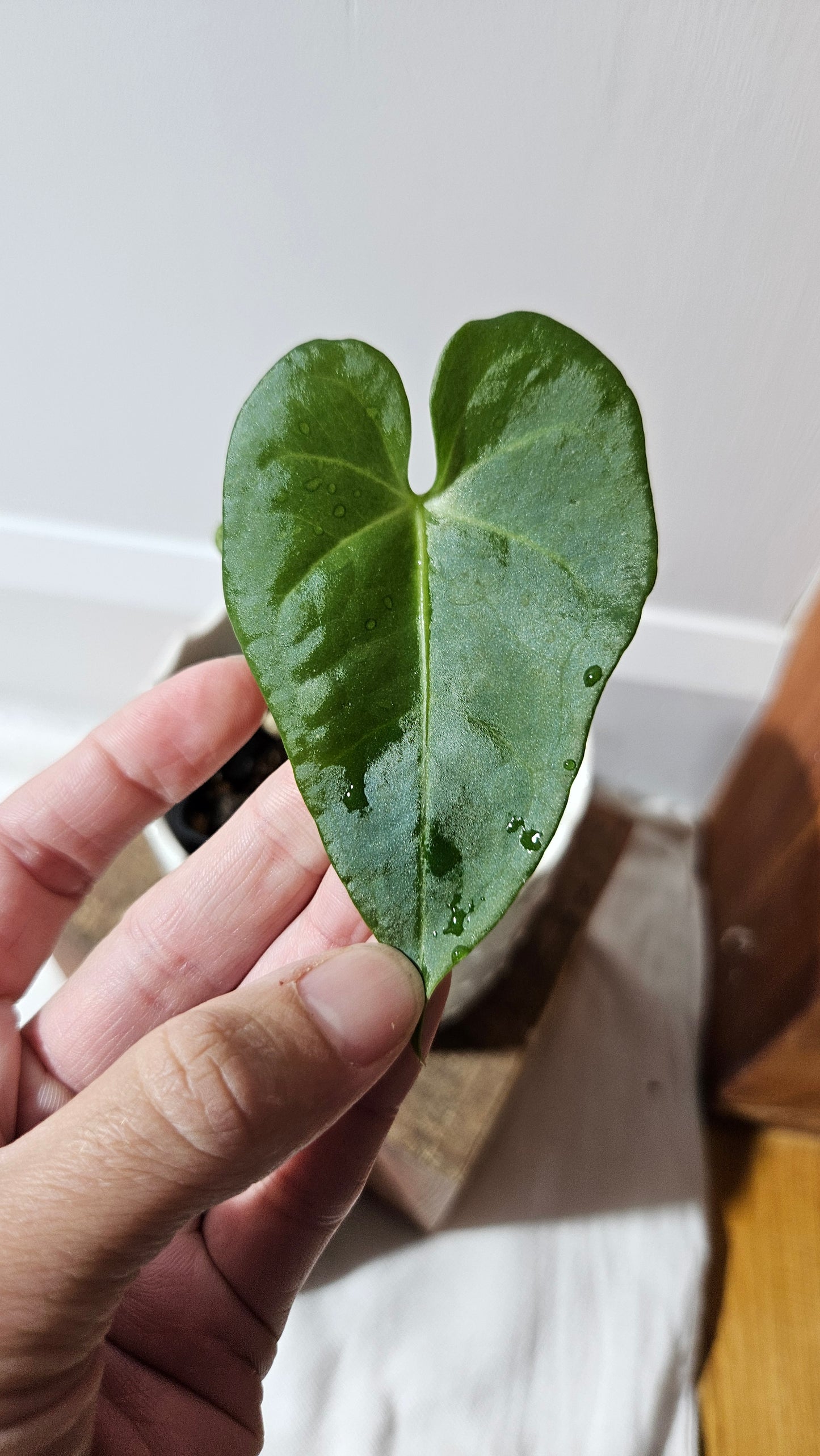 Anthurium Clarinervium X Jarii "format PETIT" (ANT-550)