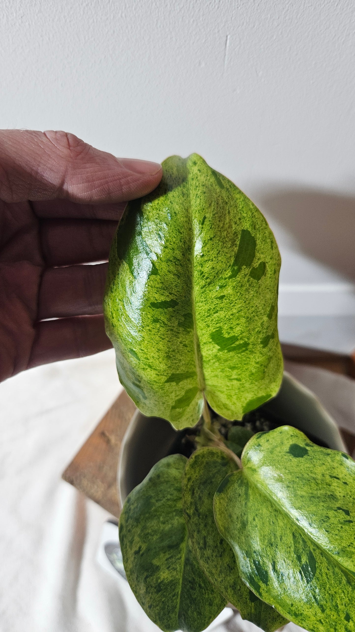 Philodendron BurleMarx Variegata  X Paraiso Verde (PHI-760)