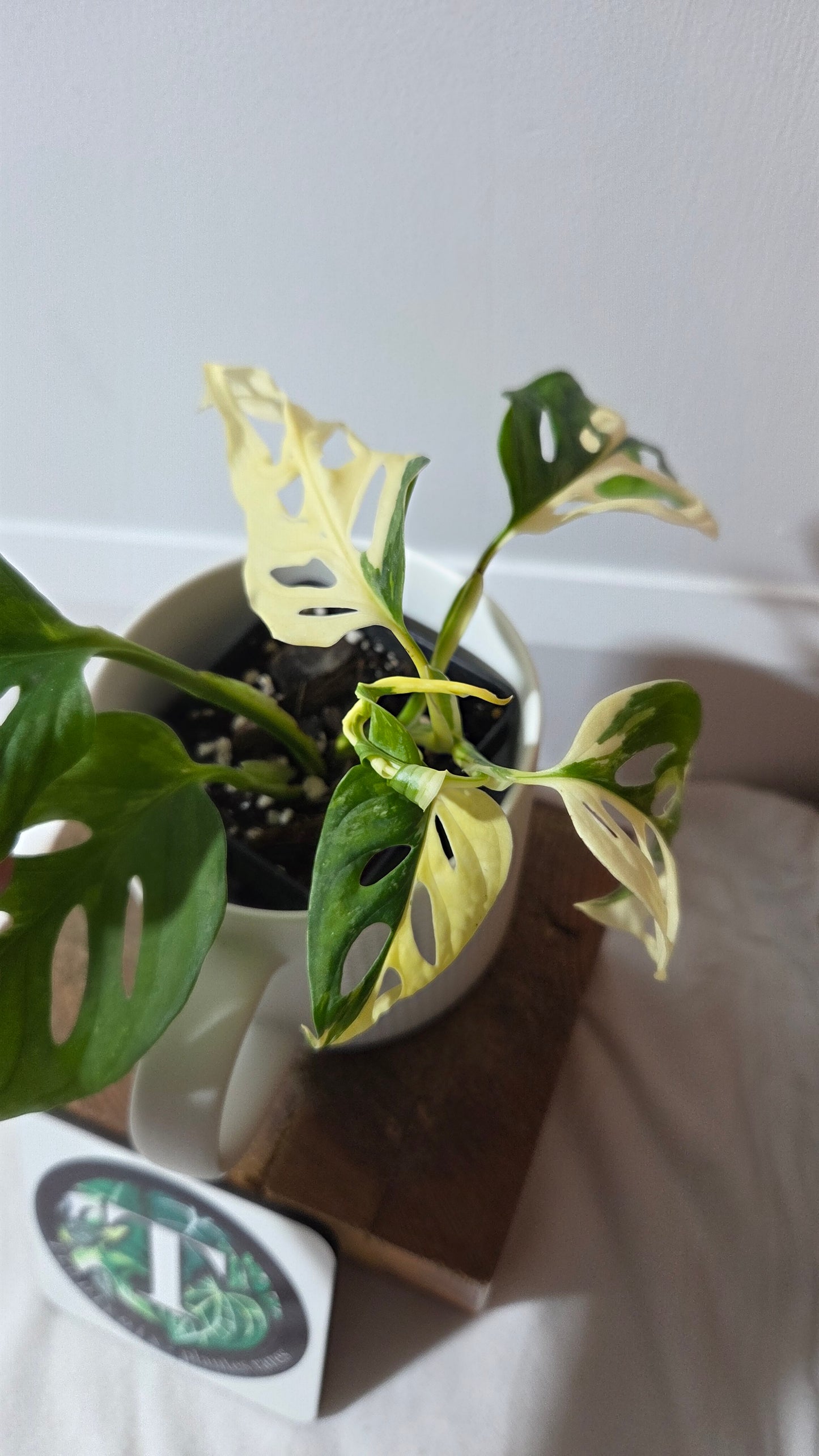 Monstera Andasonii Tricolore (MON-511)