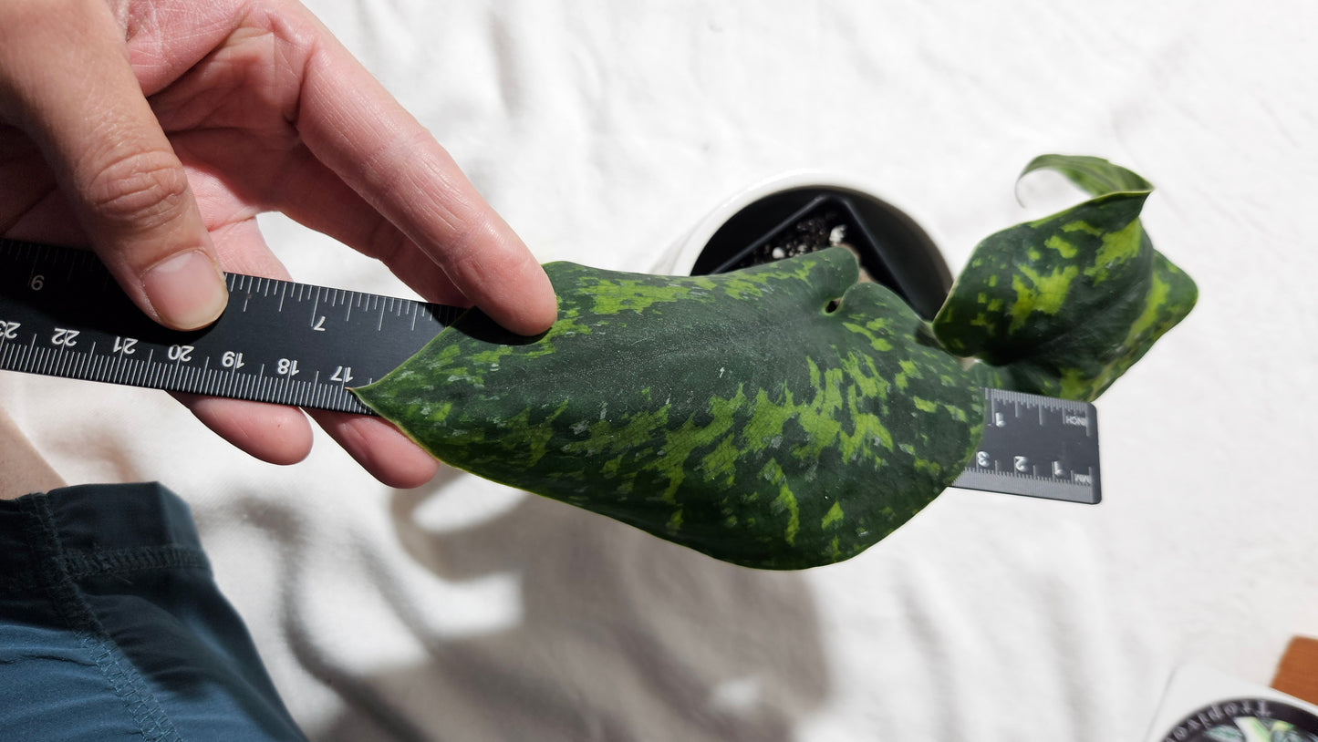 Scindapsus Macan (SCI-1111)