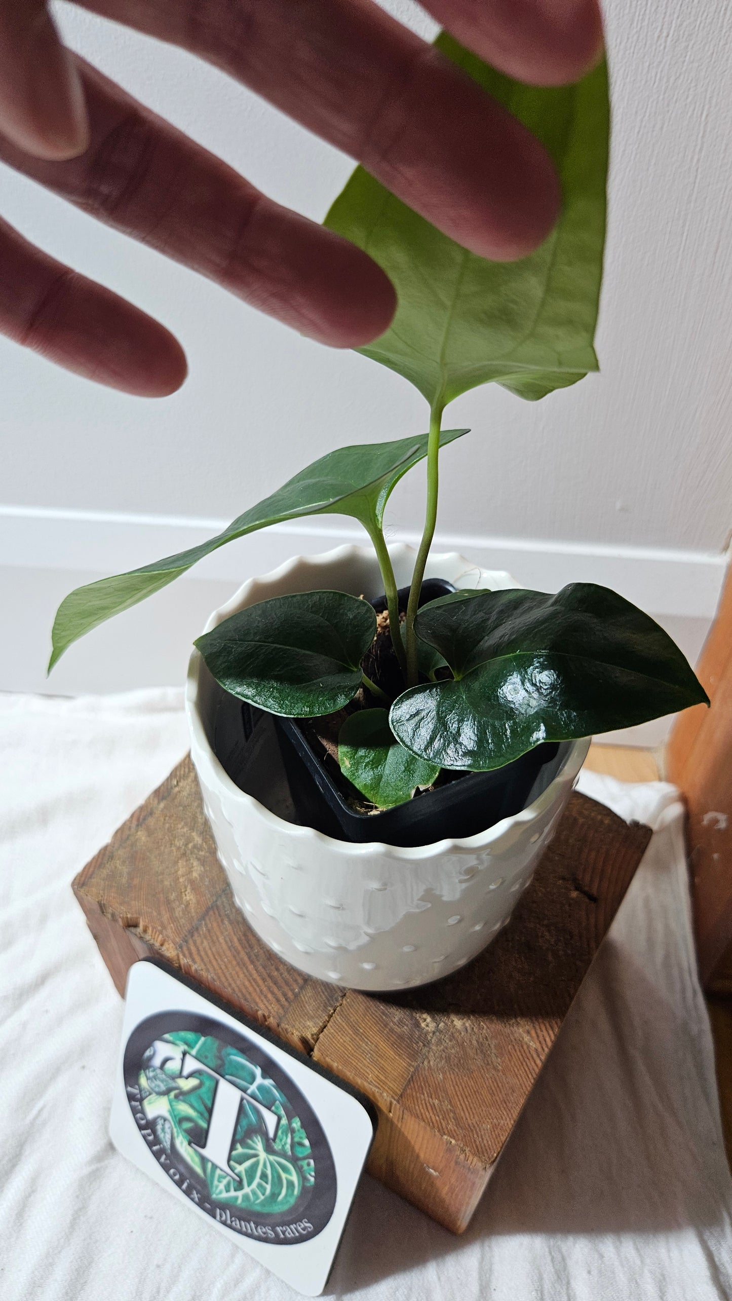 Anthurium Sagittatum Purple "format MOYEN"(ANT-617)