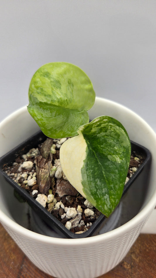 Scindapsus Geulis (SCI-634)