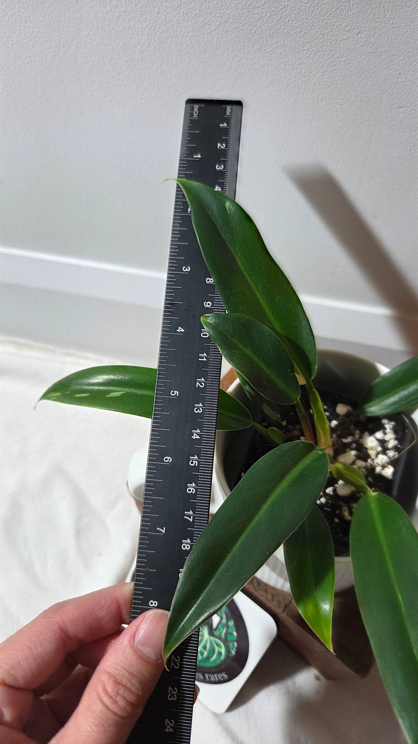 Philodendron Wend Imbe Variegata (PHI-975)