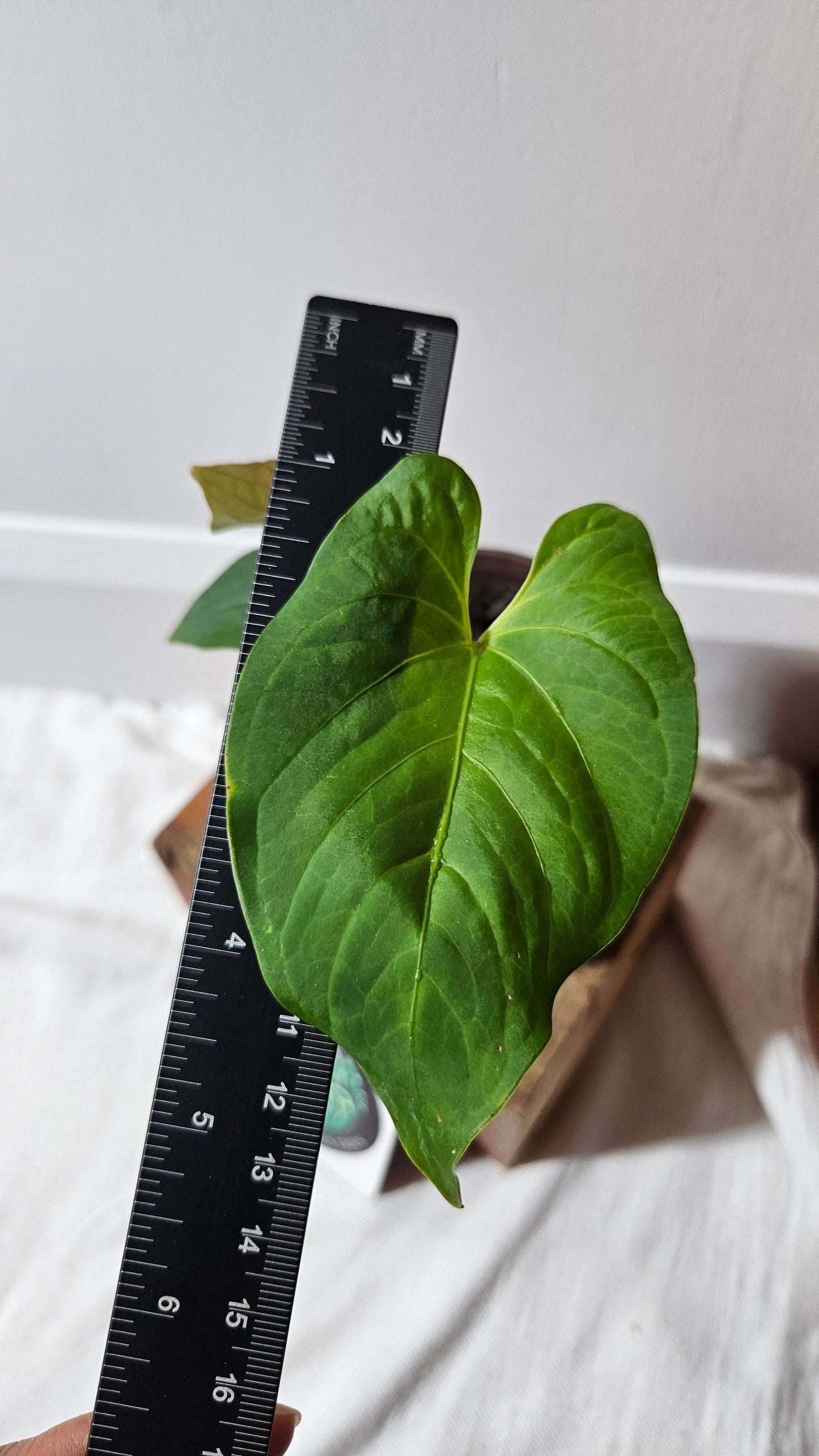 Anthurium  Tiwintza Aff Velvet "format MOYEN" (ANT-227)