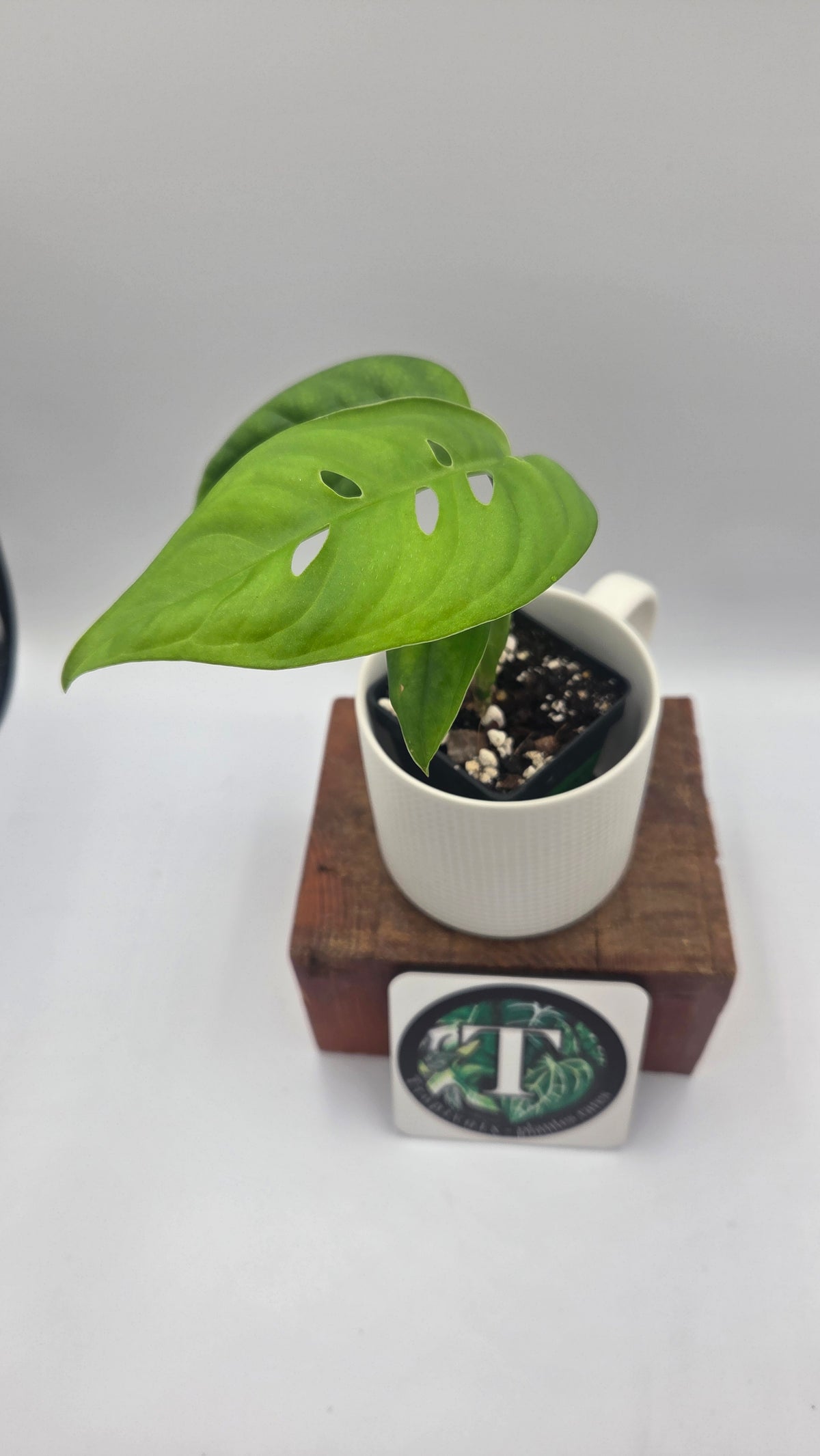 Monstera Esqueletto (MON-545)
