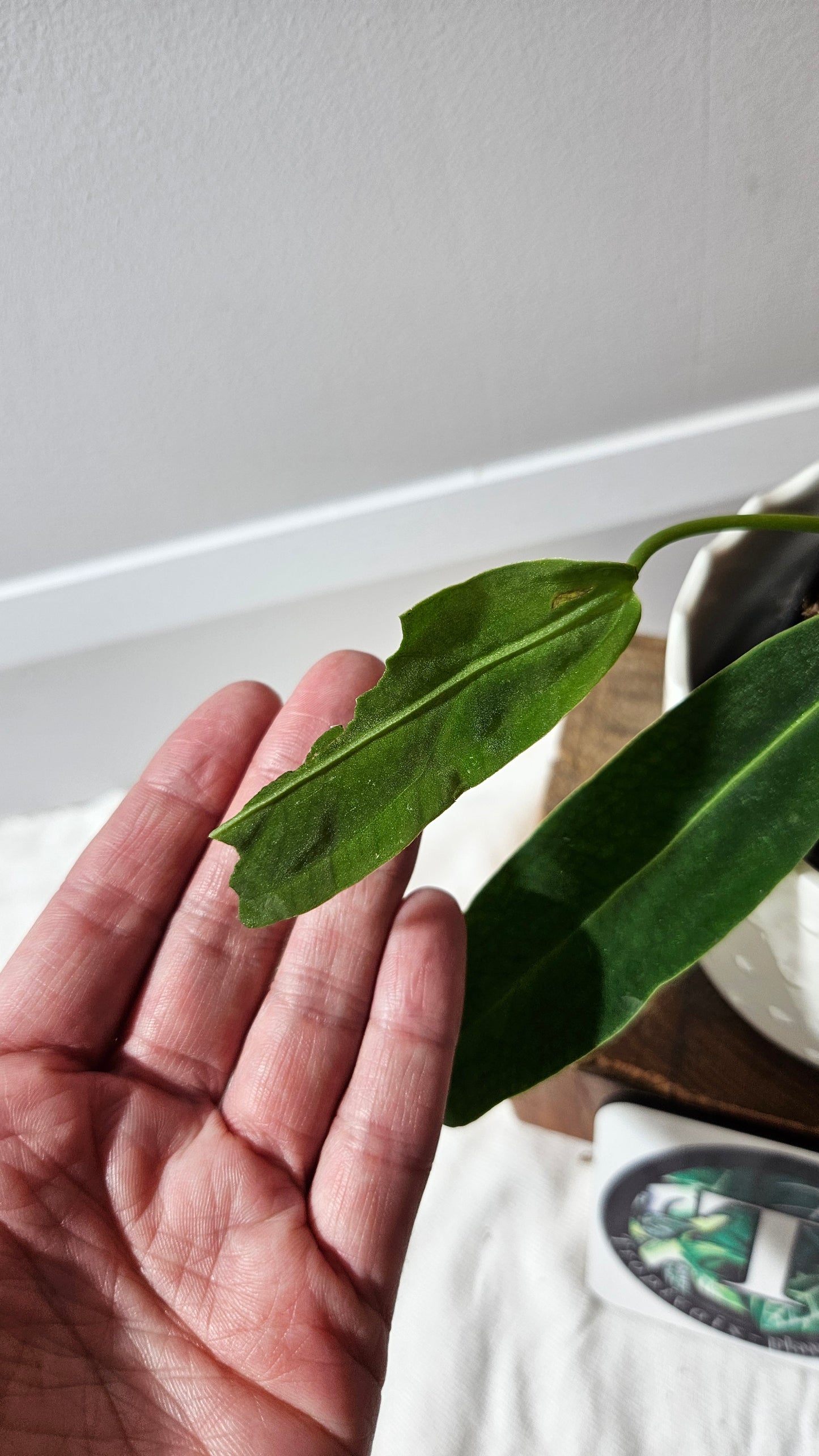 Anthurium Warocqueanum  "format PETIT"(ANT-601)
