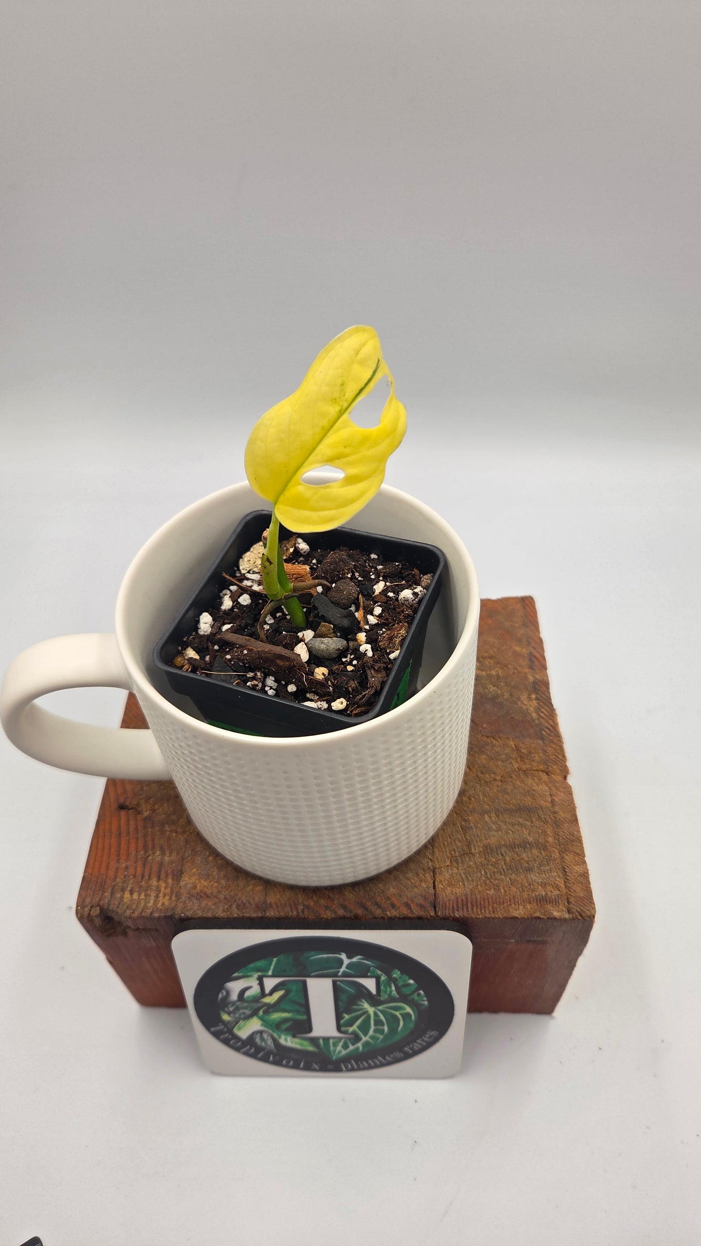 Monstera Andasonii Archipelago Ghost (MON-563)