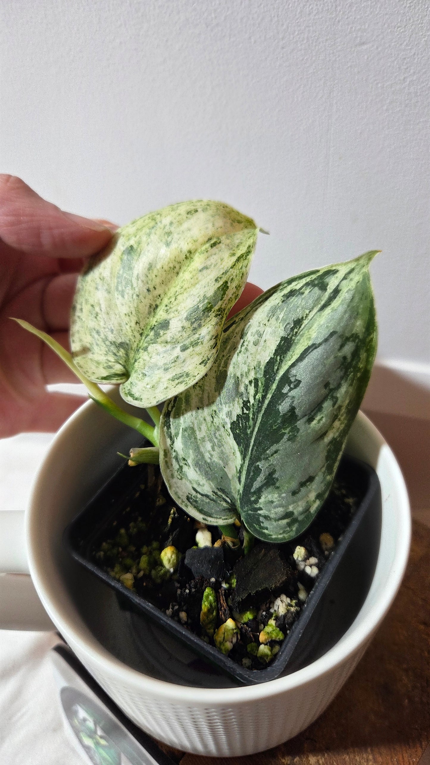 Scindapsus Peasun (SCI-1062)