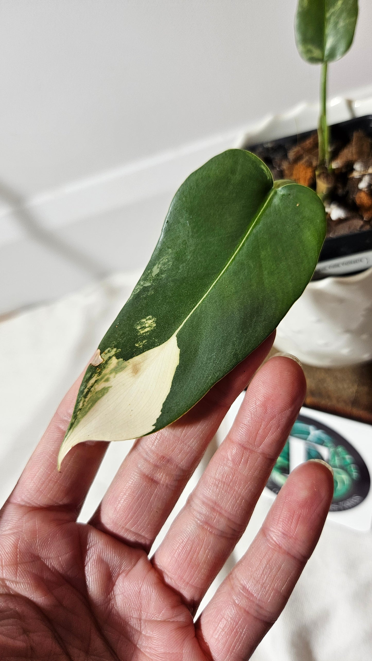 Philodendron Violin Variegata (PHI-217)