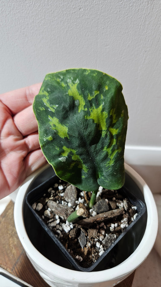 Scindapsus Macan (SCI-1268)