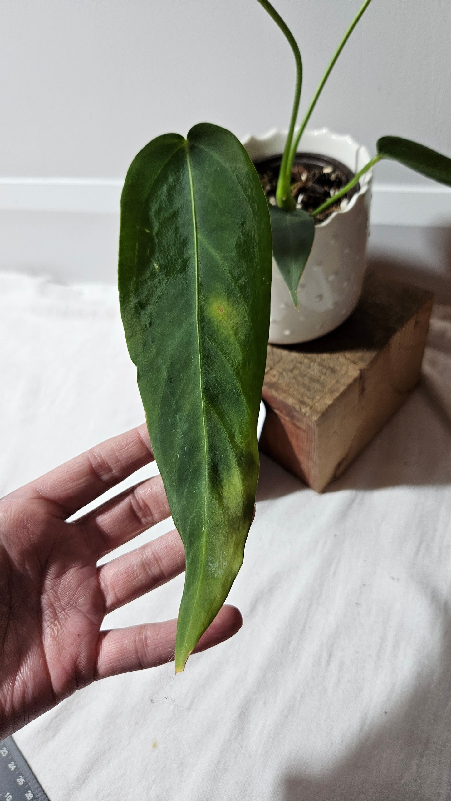 Anthurium Cirinoi aff Black Velvet "format MOYEN"(ANT-485)
