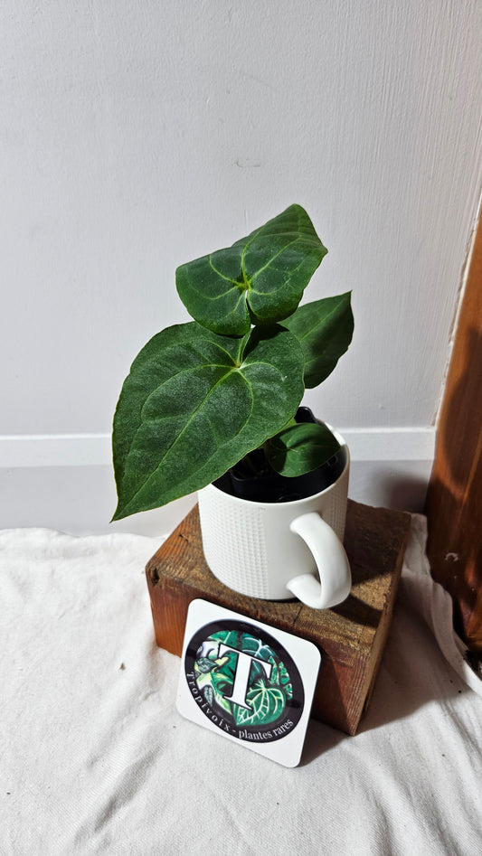 Anthurium Besseae Blue X Papillilaminum "Format MOYEN" (ANT-640)