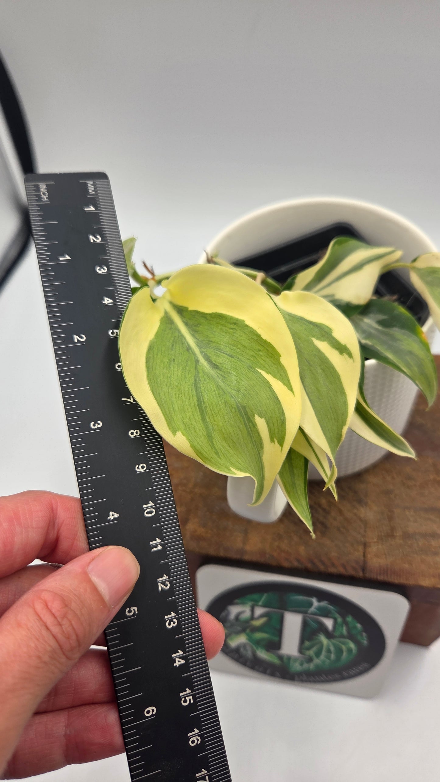 Philodendron Hederaceum Rio (PHI-805)