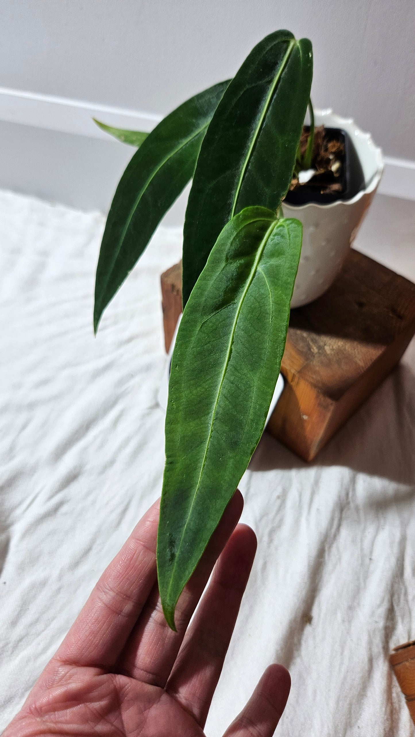 Anthurium Warocqueanum Dark "format MOYEN"(ANT-603)