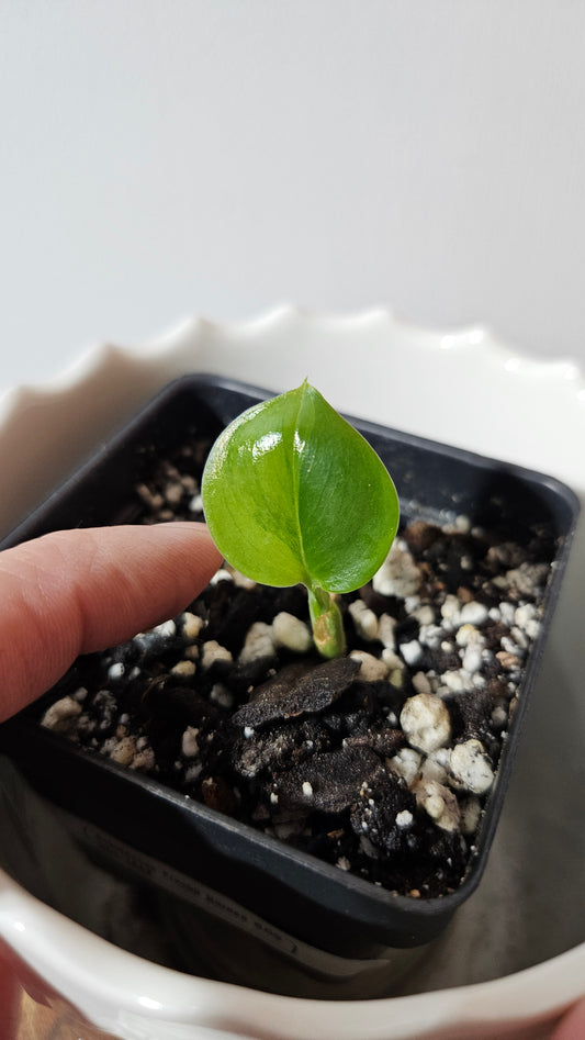 Scindapsus Treubii Bornéo "Green on green" (SCI-1052)