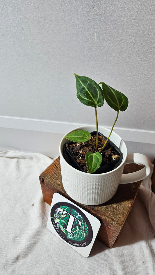 Anthurium Forgetii X Carlablackiae "format PETIT" (ANT-631)