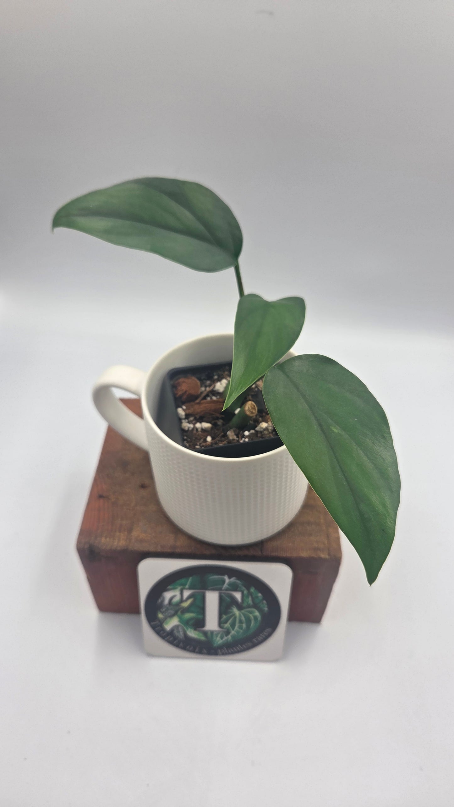 Raphidophora Pertusa (AUT-098)
