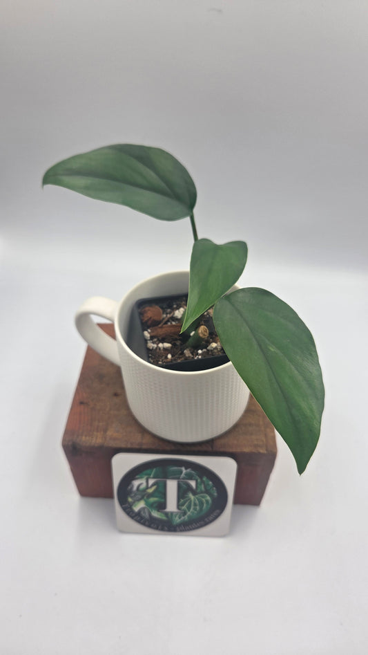 Raphidophora Pertusa (AUT-098)
