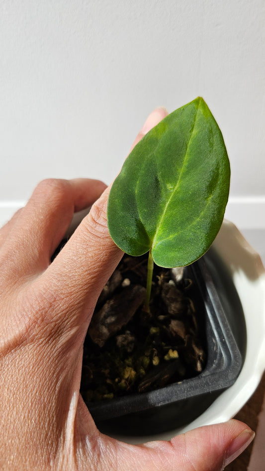 Anthurium Dressleri "format PETIT" (ANT-460)