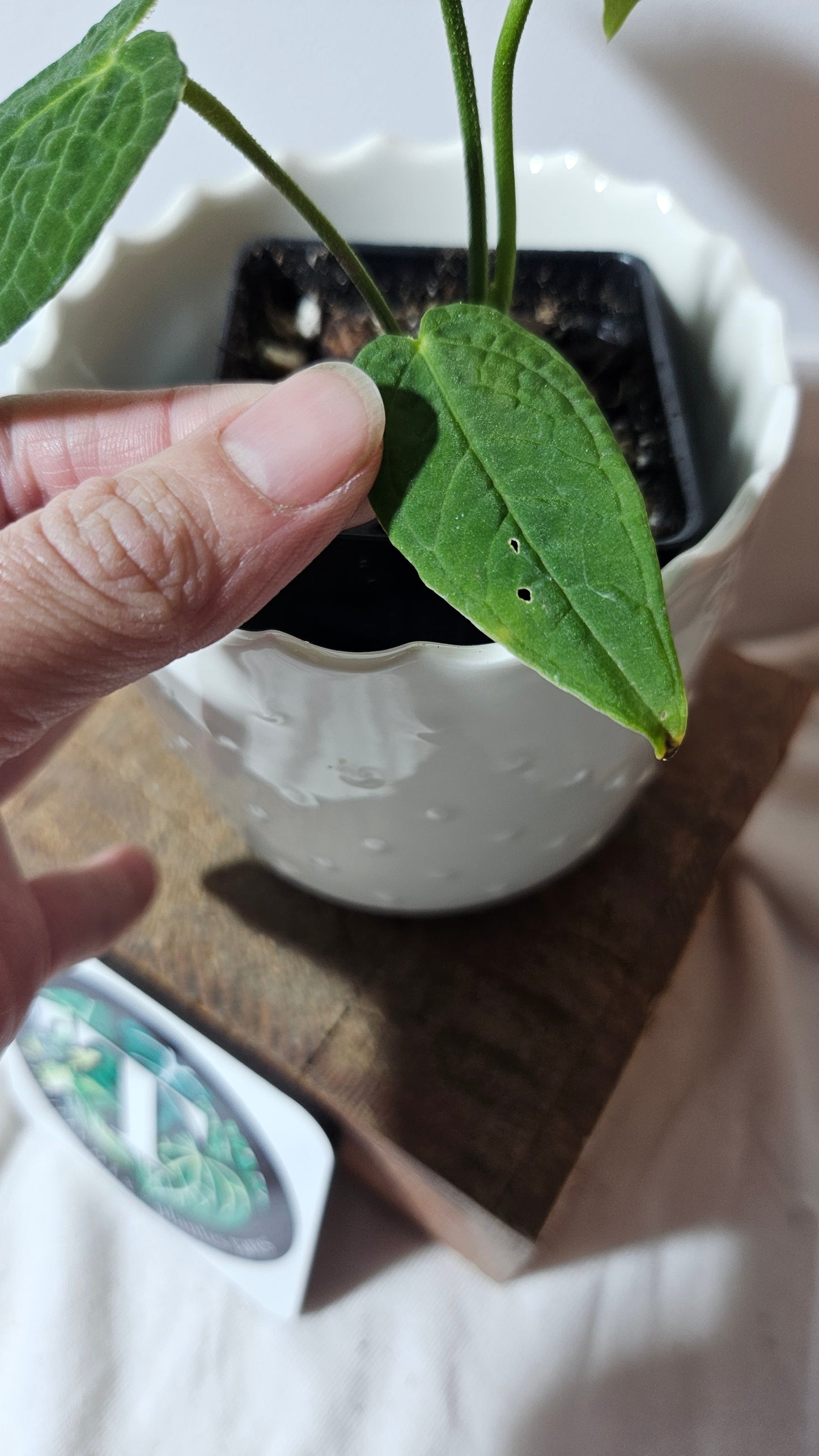 Anthurium Corrugatum Velvet "Format PETIT" (ANT-213)