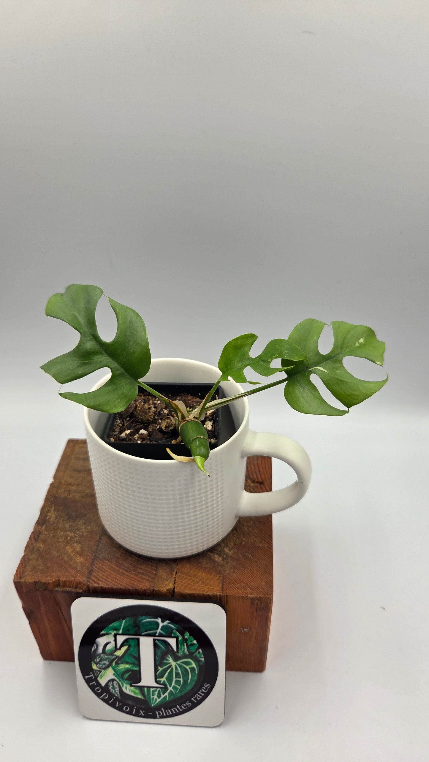 Rhaphidophora Tetrasperma Variegata (AUT-056)