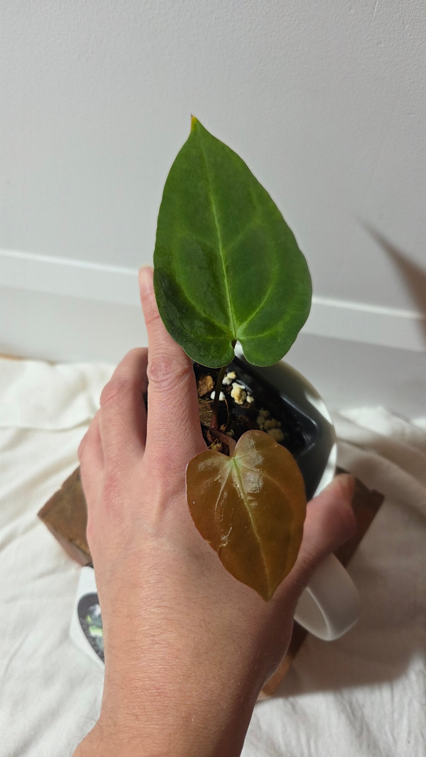 Anthurium  Papillilaminum Hybrid "format PETIT" (ANT-664)