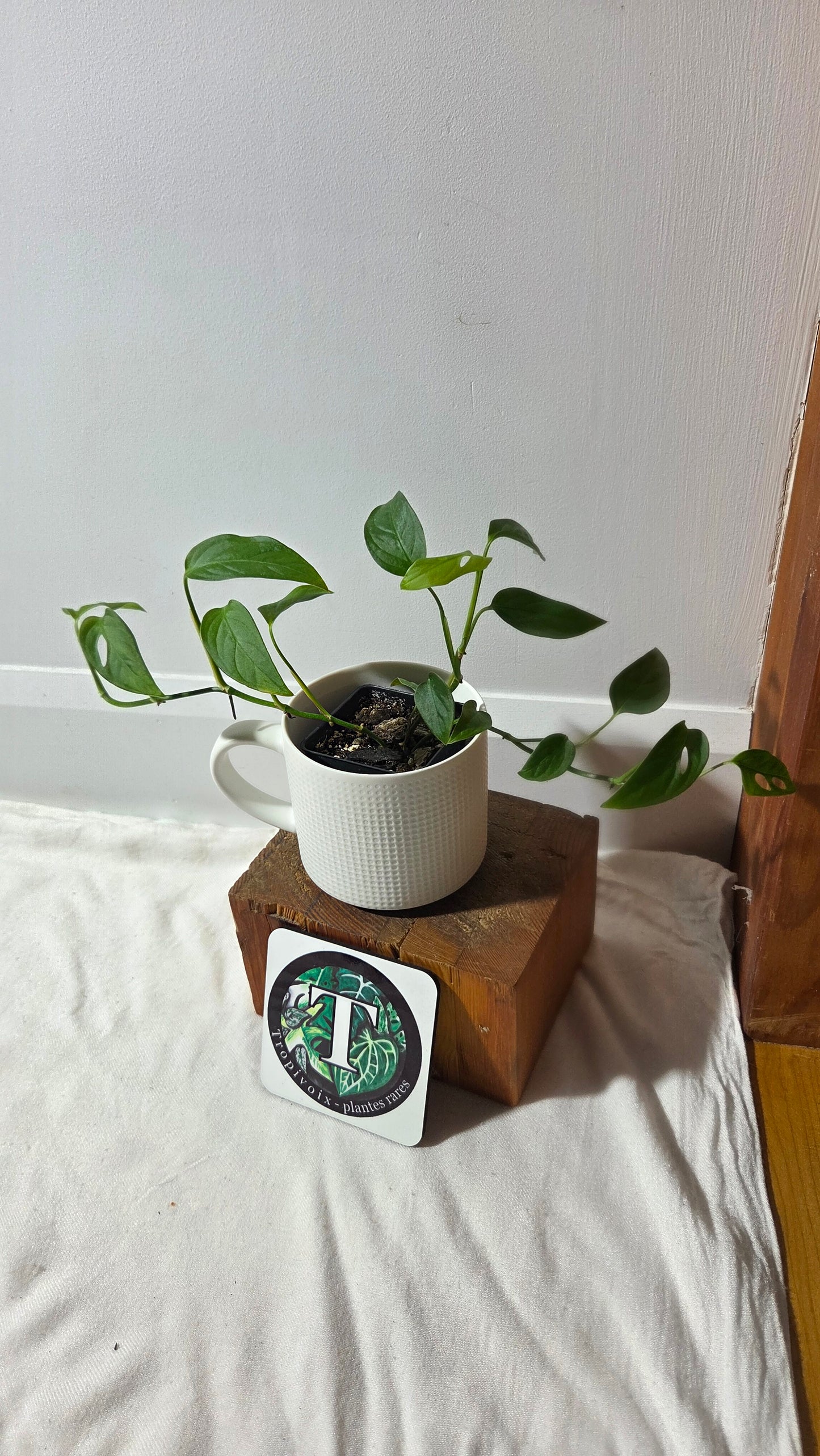 Monstera Obliqua Aff Napo (MON-533)