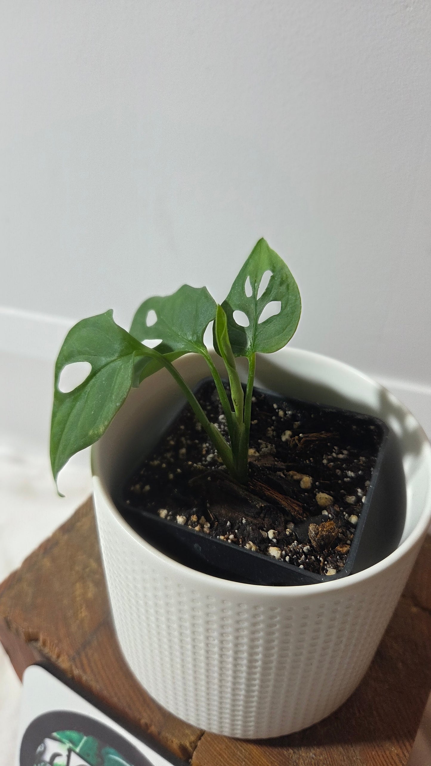 Monstera Obliqua aff La Bonita (MON-526)