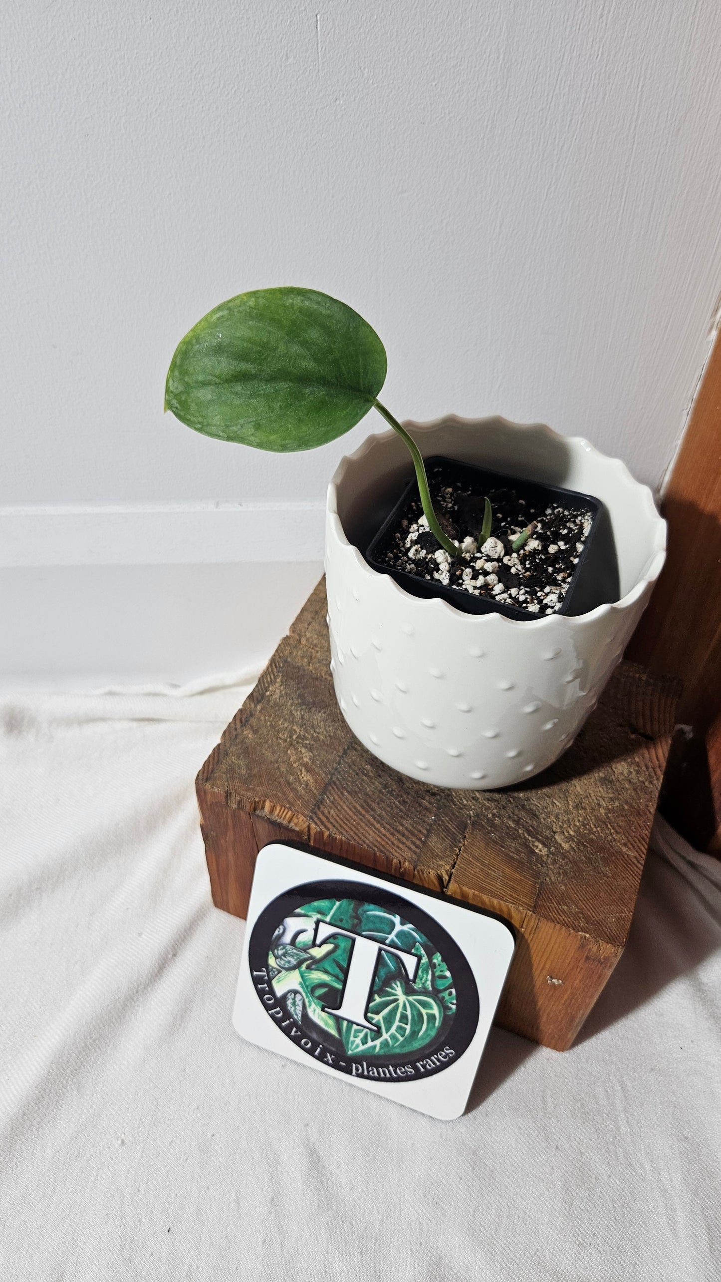 Scindapsus Silver Tattoo (SCI-1025)