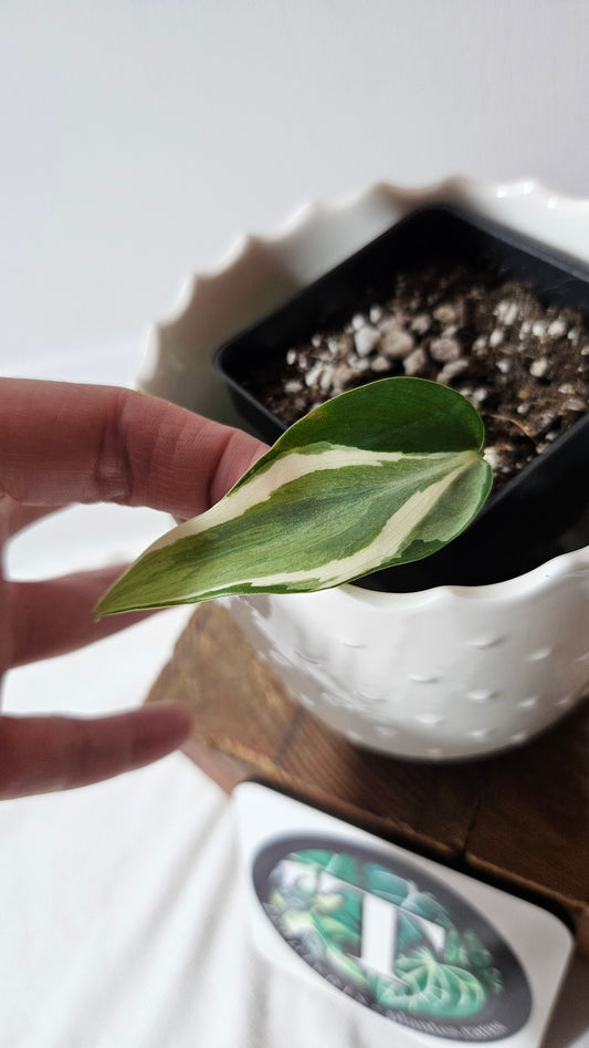 Philodendron Hederaceum Rio (PHI-818)