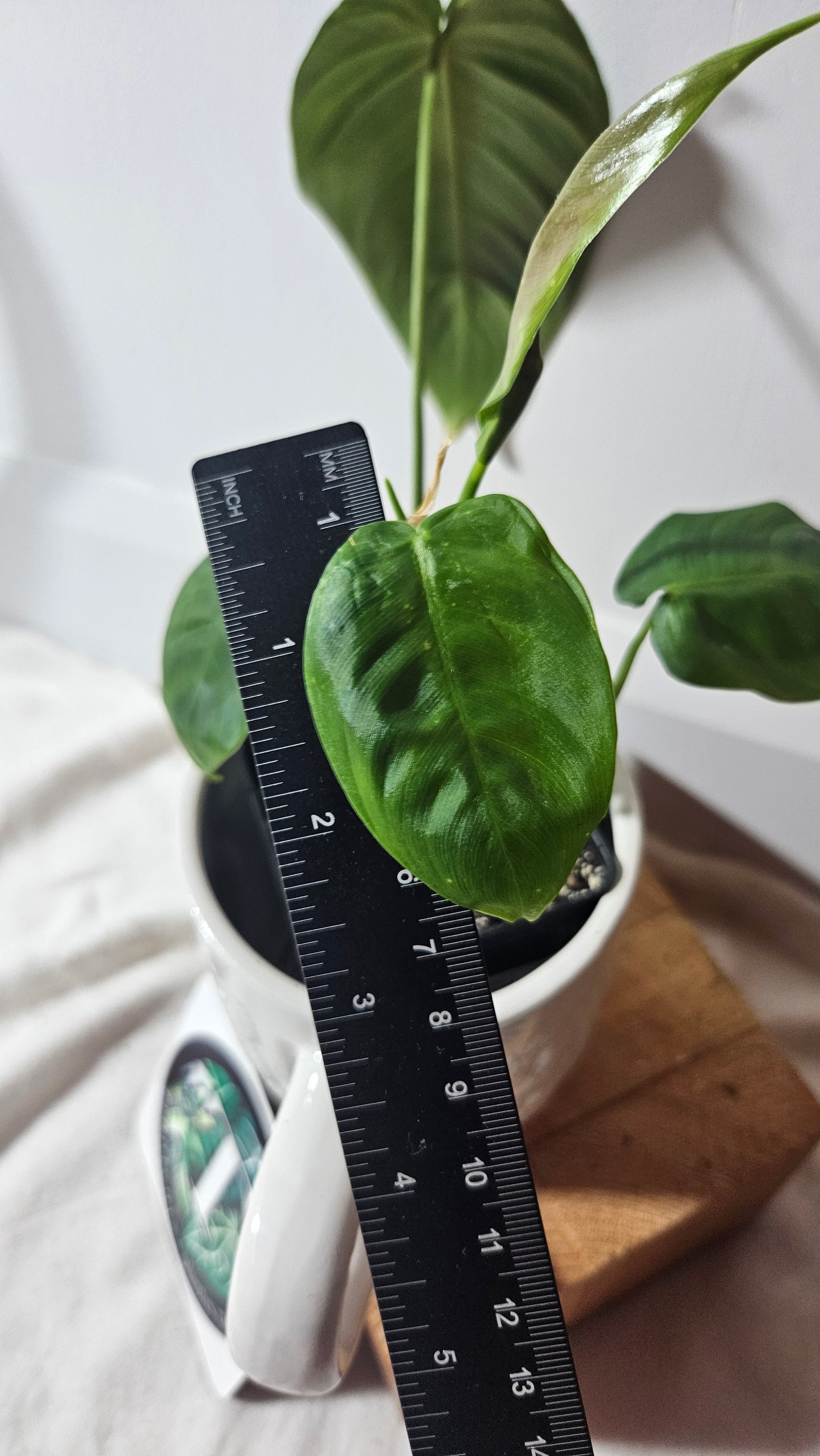 Philodendron Sharoniae (PHI-650)