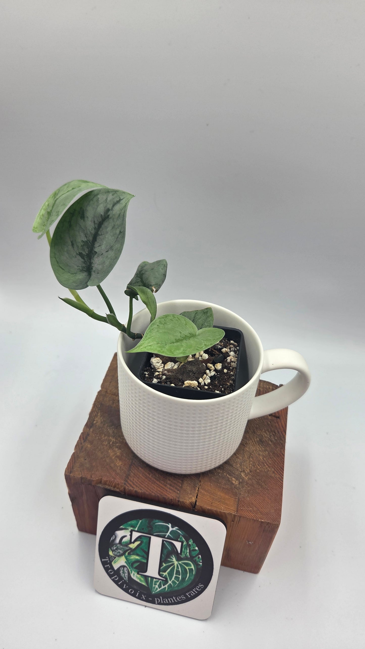 Scindapsus Silver Lava (SCI-1497)