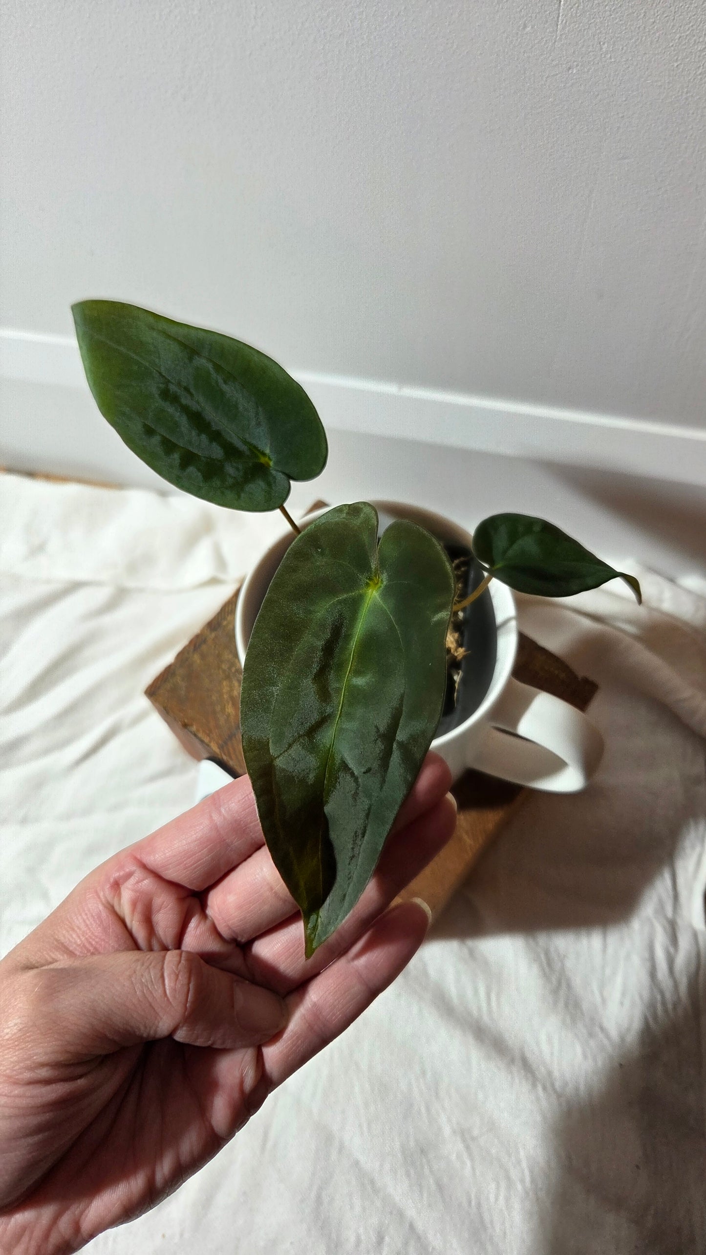 Anthurium  Papillilaminum (d'équateur) "format PETIT" (ANT-665)