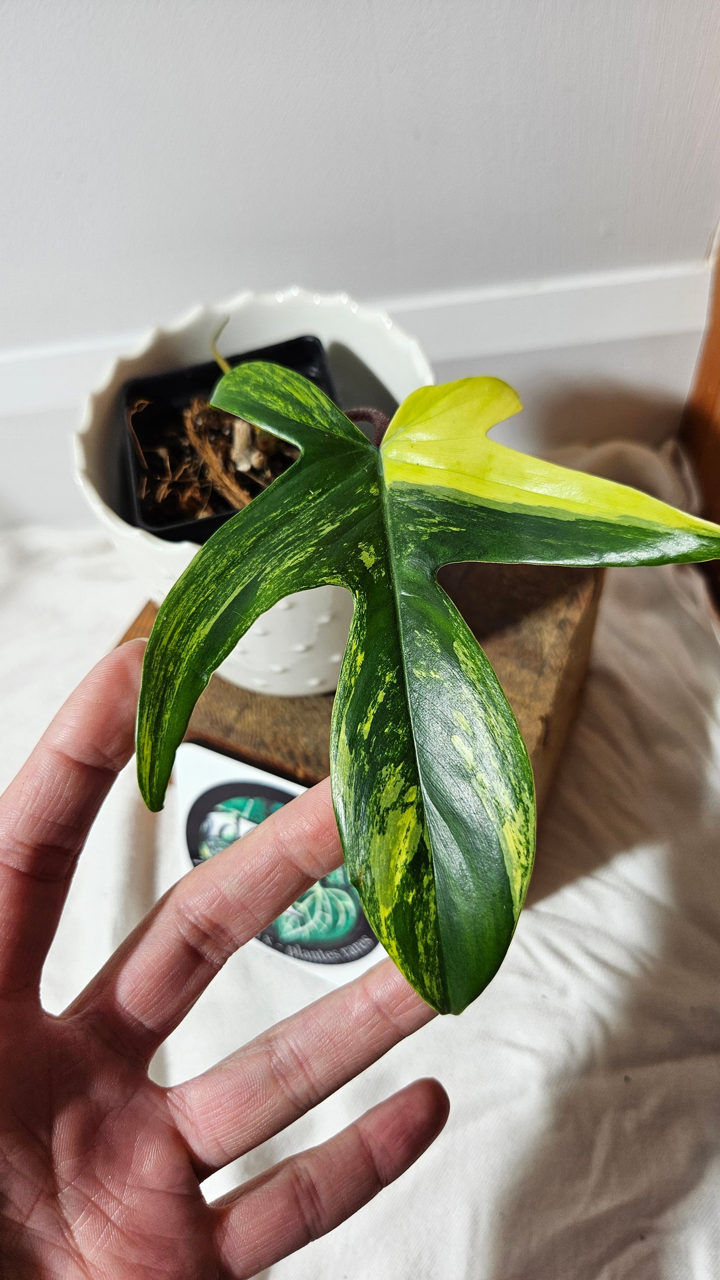 Philodendron Florida Beauty (PHI-579)