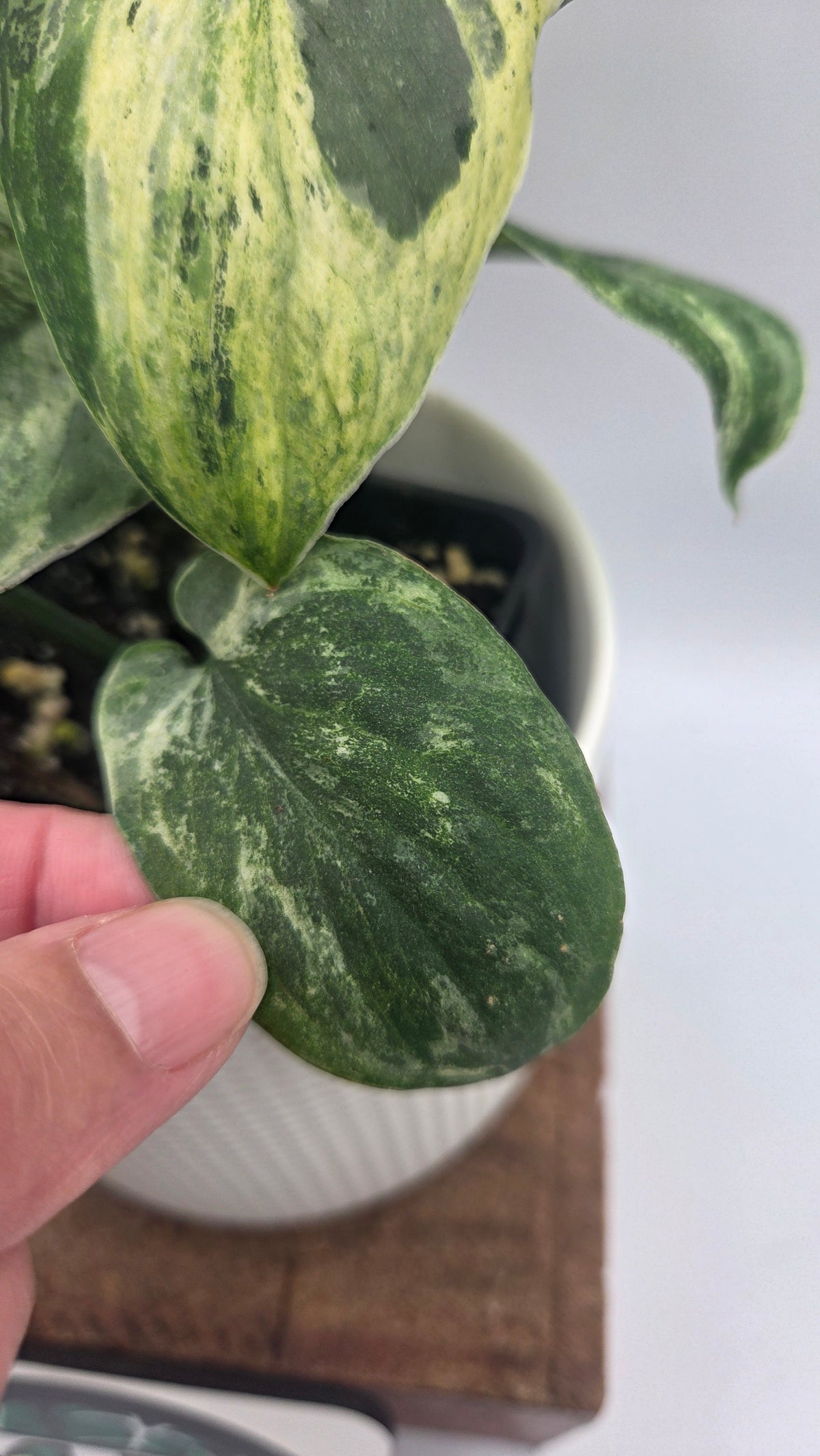 Scindapsus Silver Splash Tricolore (SCI-1154)