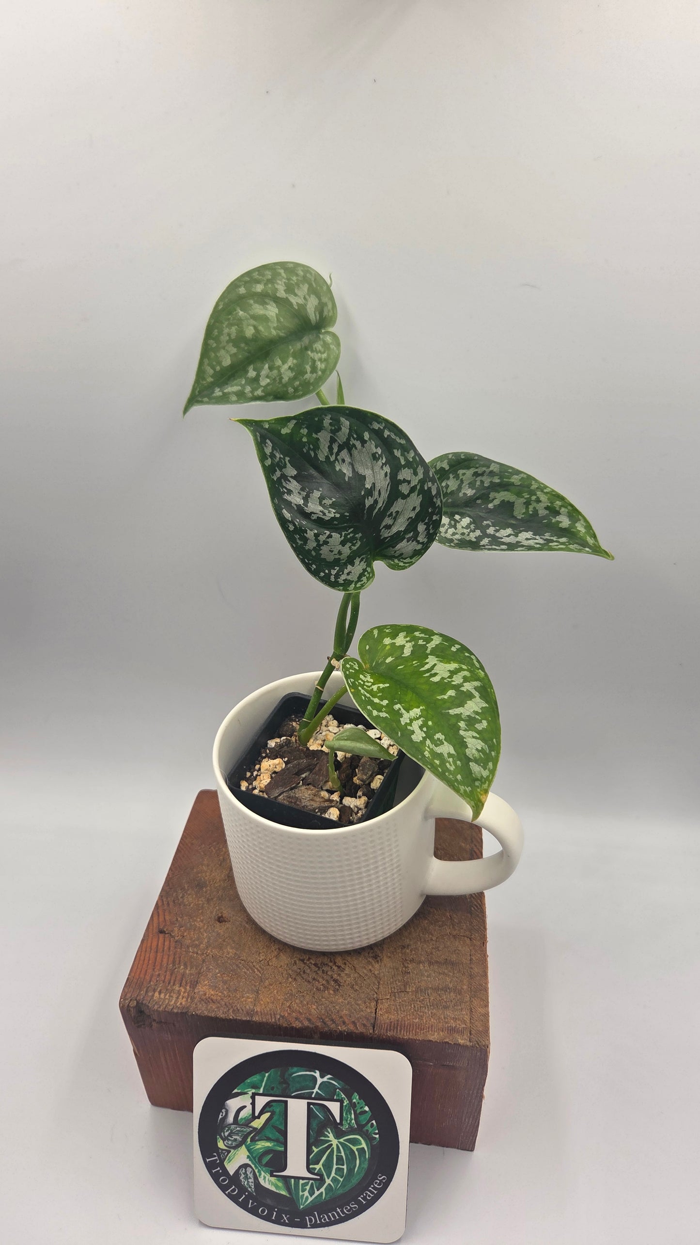 Scindapsus Exotica Batik (SCI-1466)