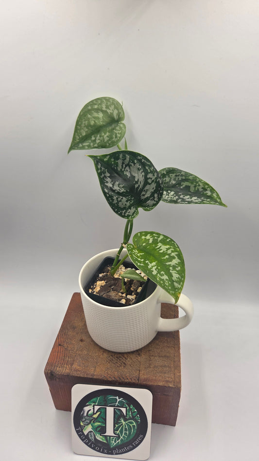 Scindapsus Exotica Batik (SCI-1466)