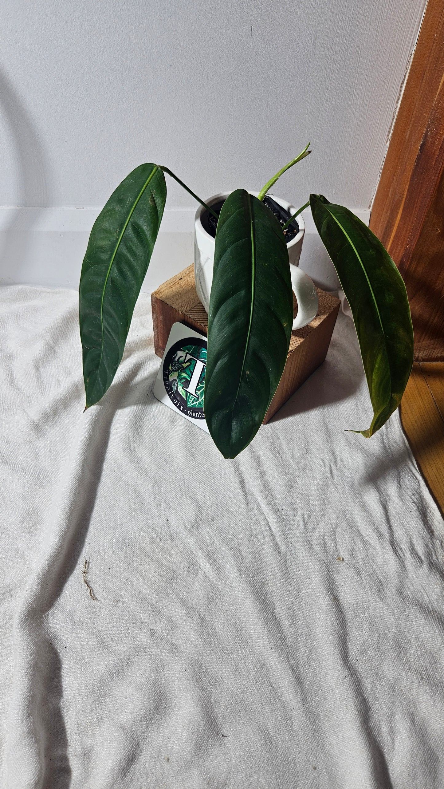 Philodendron Patriciae Black (PHI-645)