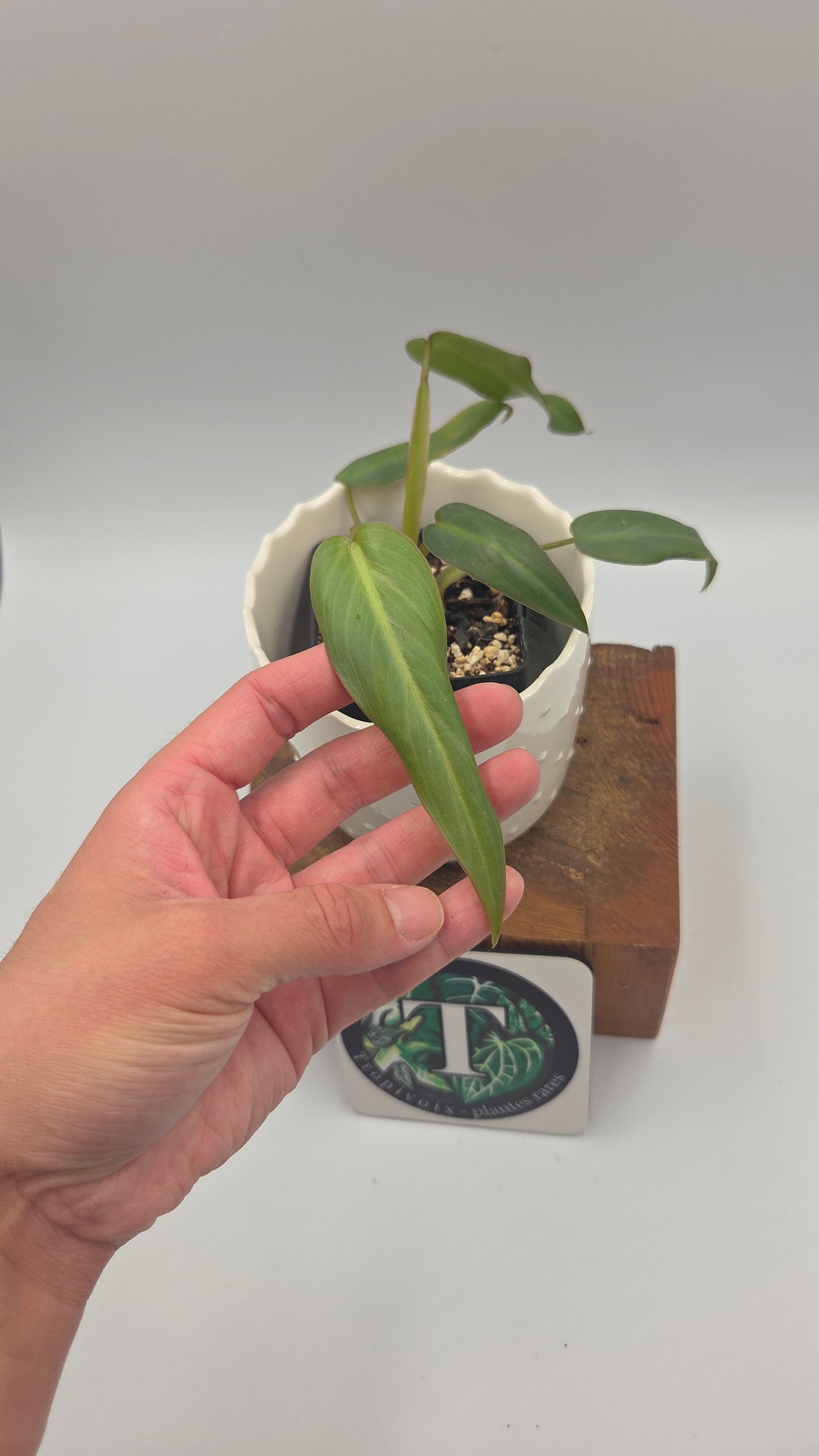 Philodendron Maximum (PHI-1042)