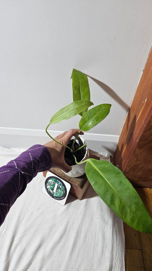 Anthurium SP Morona "MEDIUM format" (ANT-233)